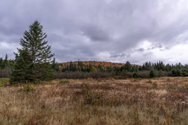 Wiese Nordosten Der Berge Herbst — Stockfoto