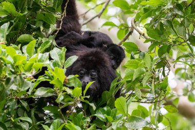 Guatemolan siyah uluyan maymun ve bebek ağaçta