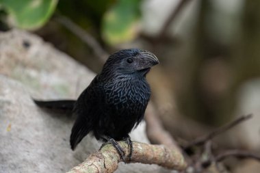 Grove-billed ani on perch next to rock clipart