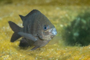 Rock 'tan sonraki araştırma bölümü