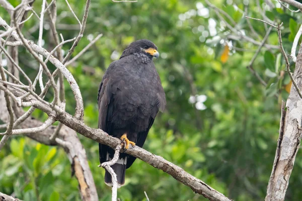 Common black hawk in a tree
