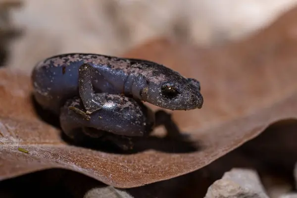 Jukatan Grzyb Język Salamandra Liściu — Zdjęcie stockowe