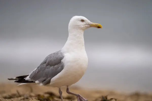 Arenque Gull Uma Praia — Fotografia de Stock