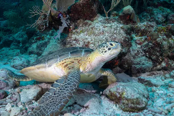 Seaturtle Verde Arrecife Coral — Foto de Stock