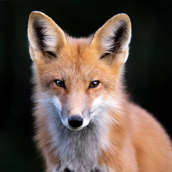 Kızıl Tilki bir alanda