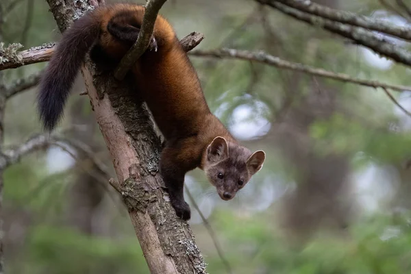 Ağaçtaki çam sansarı