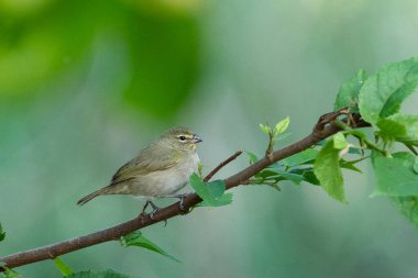 Sarı yüzlü otlak otlağa tünemiş.