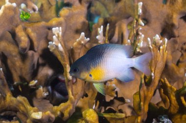 İki renkli papaz balığı resifte yüzüyor.