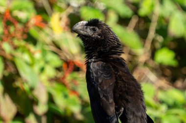 Closeup of a smooth-billed ani  clipart