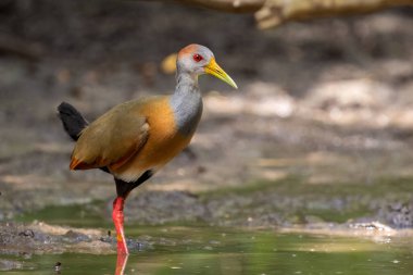 Bataklıkta Russet-naped ahşap-ray