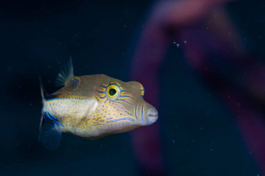 Resifte yüzen sivri burunlu puf.