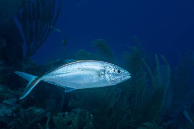 Kayalıklardaki çubuk kriko