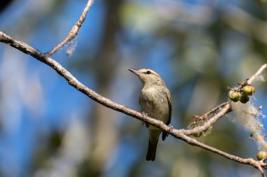 Yucatan Jay tünekte