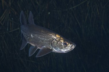 Sudaki mangrov ortamında tarpon