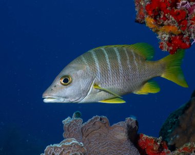 Schoolmaster snapper resifte yüzüyor.