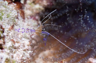 Resifteki Pederson temiz karidesi