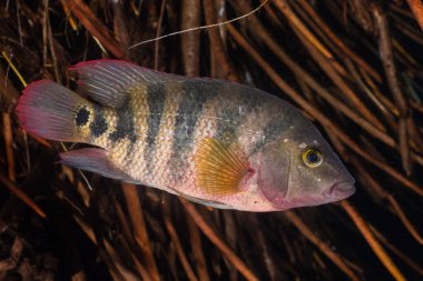 Mangrov habitatında Maya cichlid