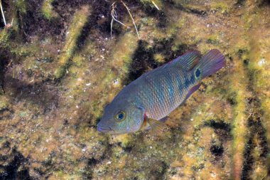 Mangrov habitatında Maya cichlid