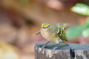 Beyaz gözlü vireo bir tüneğe yakın.