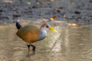 Bataklıkta Russet-naped ahşap-ray