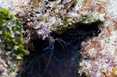 Resifteki Pederson temiz karidesi