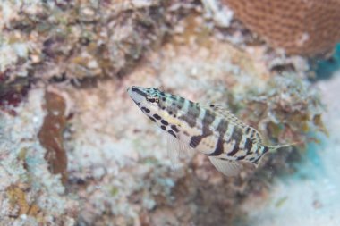 Palyaço Bass resifte yüzüyor.