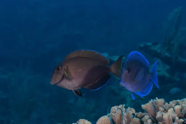 Atlantic blue tang swimming next to ocean surgeonfish
