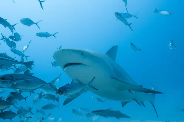 Bull shark chasing school of fish