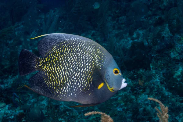 French Angelfish Coral Reef Stock Picture