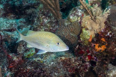 Mezoamerikan Resifi 'nde mavi burunlu piyade