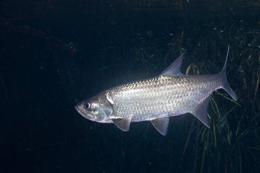 Sudaki mangrov ortamında tarpon