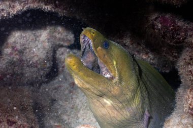 Resifte yeşil yılan balığı