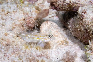 Okyanus tabanında kum kanyonu gorili