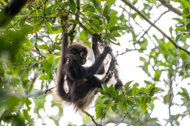 Bebek Yucatan Örümcek Maymunu Ağaçta