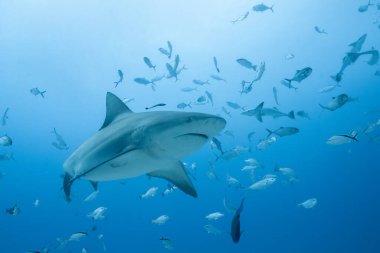 Boğa köpekbalığı balık kovalıyor.