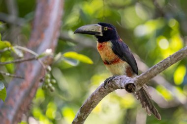 Yakalı Aracari bir levrekte