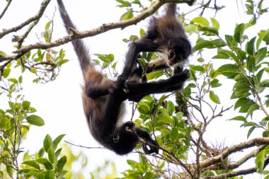 Yucatan örümcek maymunu bebekle ağaçta