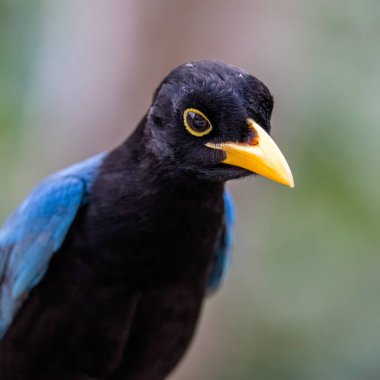 Yucatan Jay 'in Portresi