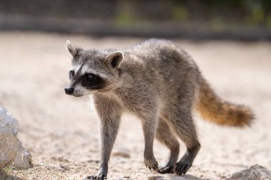 Cozumel pigme rakununa yakın çekim 