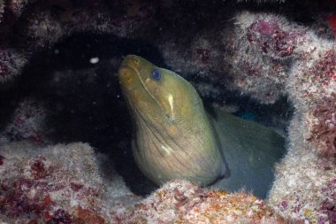 Resifte yeşil yılan balığı