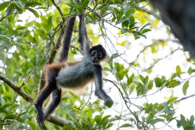 Ağaçtaki Yucatan örümcek maymunu 