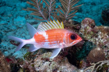 Mercan resifinde yüzen sincap balığı.