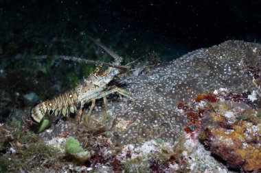 Karayip dikenli ıstakozu gece resifte