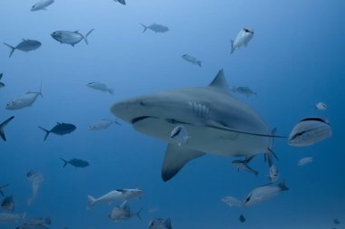 Boğa köpekbalığı balık kovalıyor.