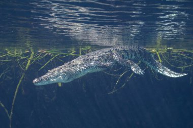 Morelet 'in timsahı Cenote' de suyun altında yüzüyor