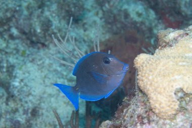 Atlantik mavi tangı resifte yüzüyor