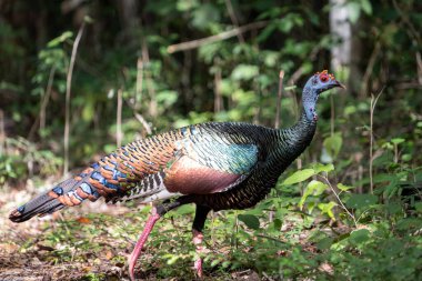 Ormanda seyreltilmiş hindi