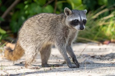 Cozumel pigme rakununa yakın çekim 