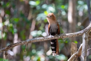 Tünekte sincap guguk kuşu