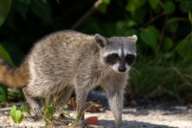 Cozumel pigme rakununa yakın çekim 